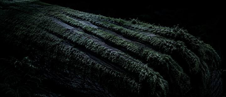 Shot 23, The Combed Moss