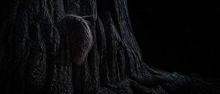 Shot 27, The Tuft on the Bark